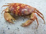 CRABE CARPILIUS CONVEXUS